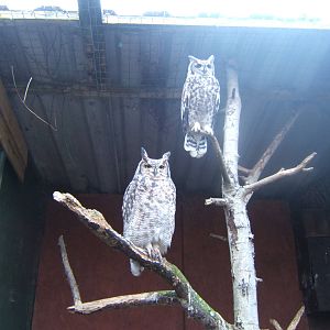 African Spotted Eagle Owl`s