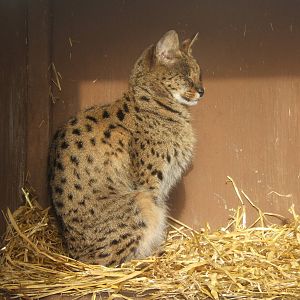 Savannah Cat