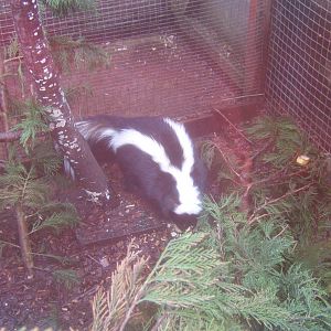 Stripped Skunk