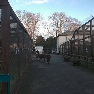 Alpacas on the move again, 16th January 2015