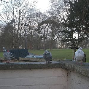 Pigeons by the zoo kitchen, 17th January 2015