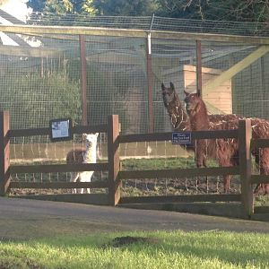 Watching Keeper Ed, 18th January 2015