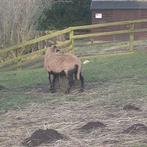 Bramble at a feeding station, 18th January 2015