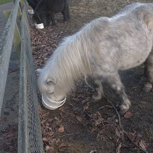 Shetland Pony feeding time, 18th January 2015