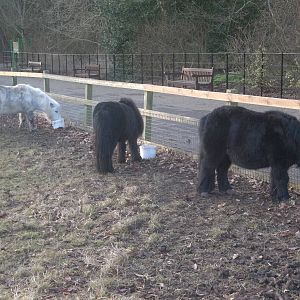Shetland Pony feeding time, 18th January 2015