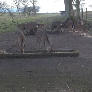 Feeding time for the Formosan Sika Deer, 18th January 2015