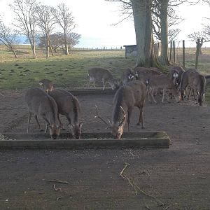 Feeding time for the Formosan Sika Deer, 18th January 2015