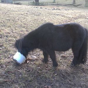 Sorry Percy, the bucket is empty; 18th January 2015