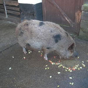 Tea time for Pepper/Peppa, 18th January 2015