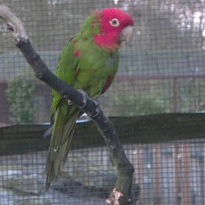 Red-masked Conure, 18th January 2015