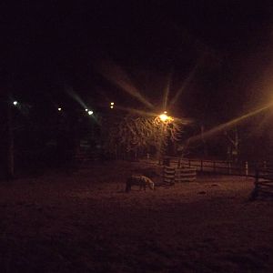 Rosie by lamplight, 18th January 2015