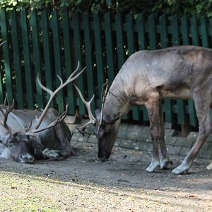 Reindeers