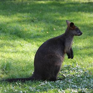 Swamp wallaby