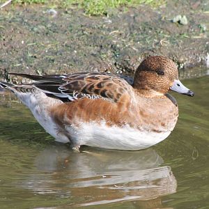 Eurasian wigeon