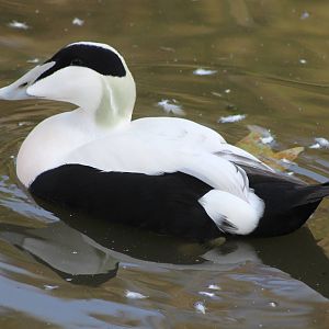 Eider