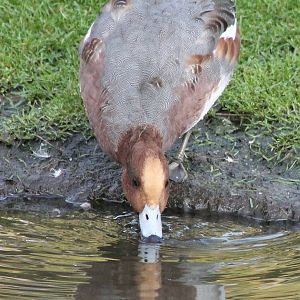 Eurasian wigeon