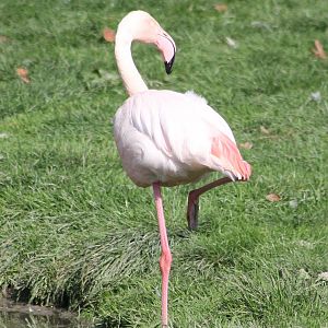 European flamingo