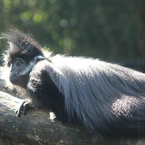 Francois langur