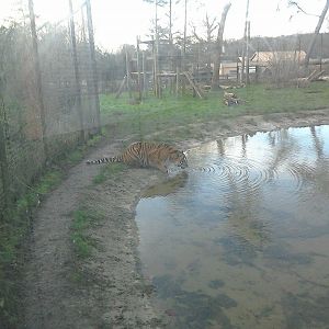 Amur Tiger - 10/01/15