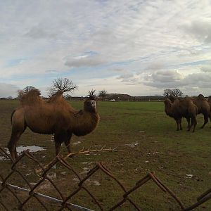 Bactrian Camel - 10/01/15