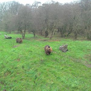 Brown Bear - 10/01/15