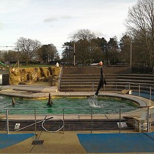 California Sea Lion - 10/01/15