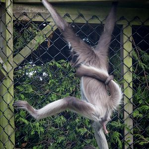 Brown spider monkey : Twycross : 31 Oct 2014
