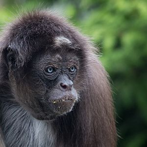 Brown spider monkey : Twycross : 31 Oct 2014