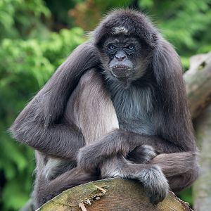 Brown spider monkey : Twycross : 31 Oct 2014
