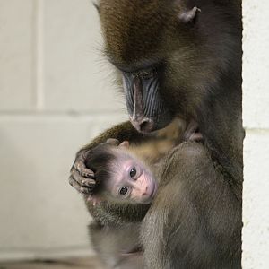 Mandrill infant