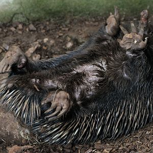 Short-beaked echidna in original pose