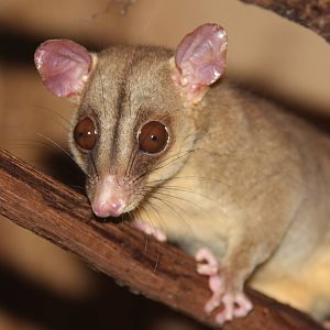 2014 Shell Factory and Nature Park
