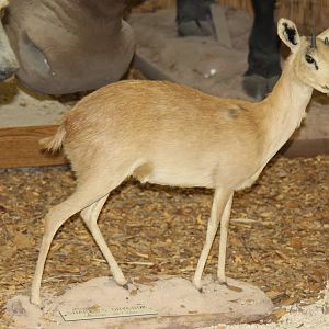 2014 Shell Factory and Nature Park