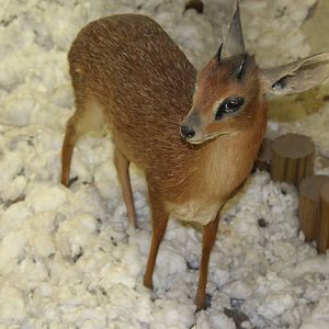 2014 Shell Factory and Nature Park