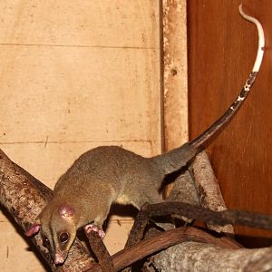 2014 Shell Factory and Nature Park