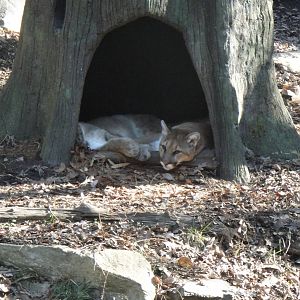 Cougar at North Carolina zoo 2015-1-19