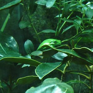 Green treefrog at North Carolina zoo 2015-1-19