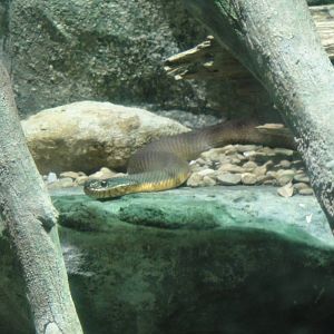 Red-bellied watersnake at North Carolina zoo 2015-1-19