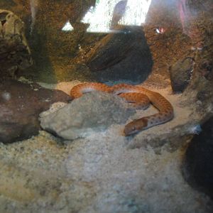 Spotted night snake at North Carolina zoo 2015-1-19