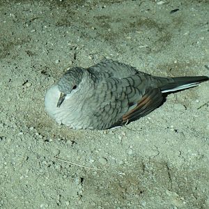 Inca dove at North Carolina zoo 2015-1-19