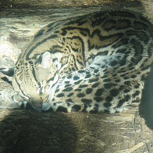 Ocelot at North Carolina zoo 2015-1-19