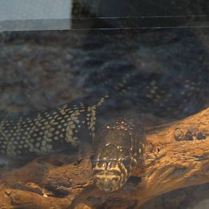 Desert kingsnake at North Carolina zoo 2015-1-19