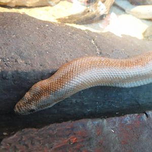 Rosy Boa at North Carolina zoo 2015-1-15