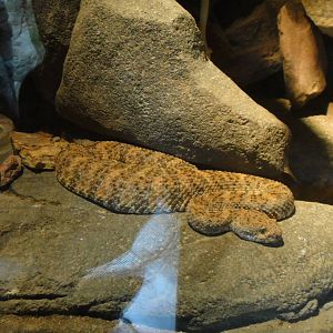 Speckled rattlesnake snake at North Carolina zoo 2015-1-19