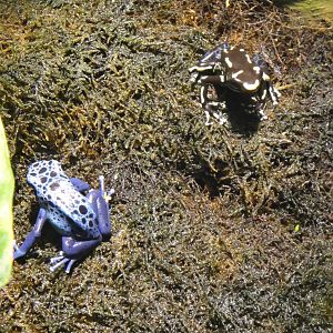 Blue posion frog and Dyeing poison frog at North Carolina zoo 2015-1-19