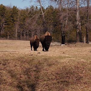 Bison at North Carolina zoo 2015-1-19