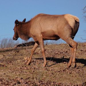 American elk at North carolina zoo zoo 2015-1-19