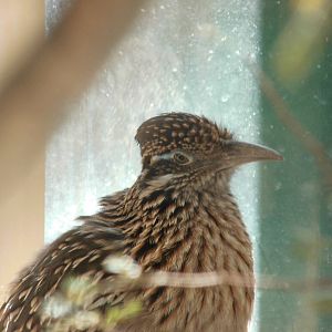 Greater roadrunner at North carolina zoo 2015-1-19