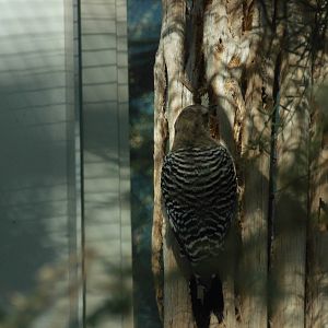 Gila woodpecker at North carolina zoo 2015-1-19