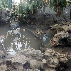 Asian forest tortoise